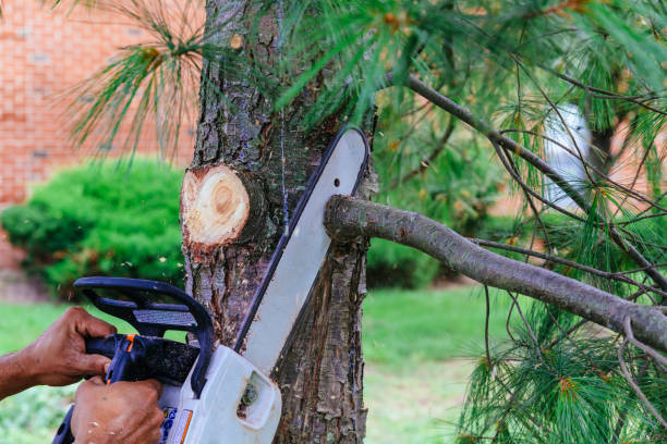 Palm Tree Trimming in Wise, VA